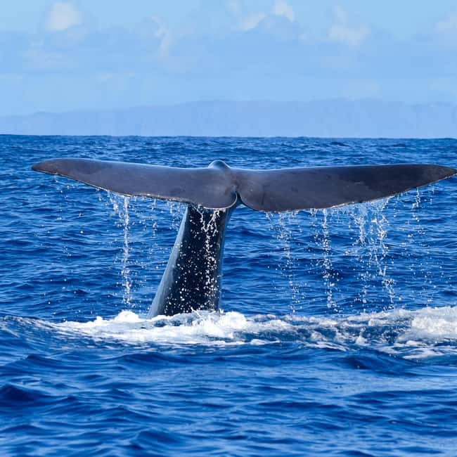 Madeira: Responsible Whales and/or Dolphins Watching Tour - Key highlights worth your attention