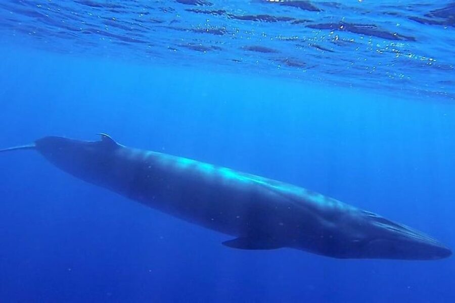 Madeira: Responsible Whales and/or Dolphins Watching Tour - Who should book, and who should skip it