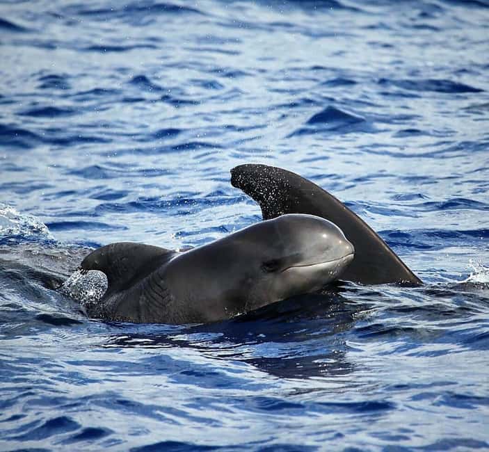 Madeira: Responsible Whales and/or Dolphins Watching Tour - Why Madeira is such a good whale-watching base