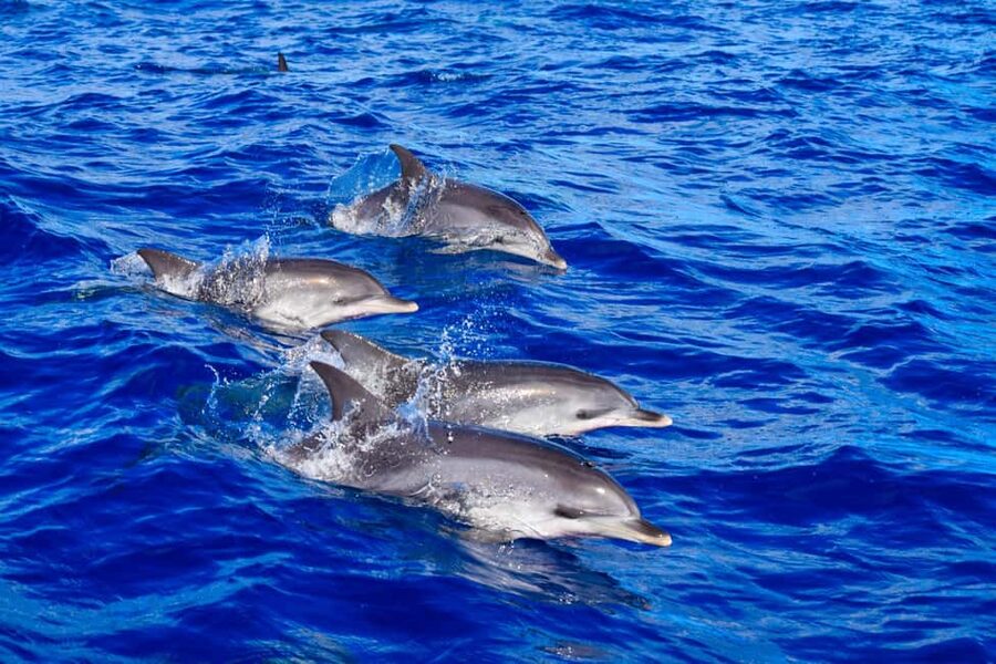 Madeira: Responsible Whales and/or Dolphins Watching Tour - The 2-hour RIB ride from Funchal, and how to handle the motion