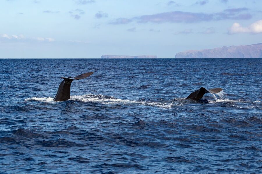Madeira: Responsible Whales and/or Dolphins Watching Tour - How the boat finds whales and dolphins quickly