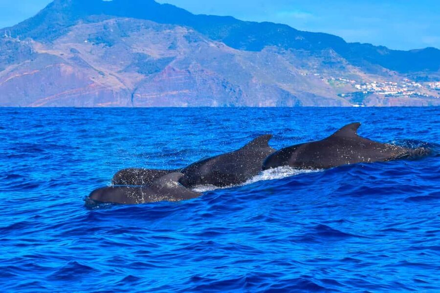 Madeira: Responsible Whales and/or Dolphins Watching Tour - What you might actually see on the water