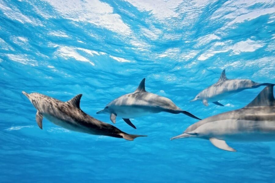 Madeira: Responsible Whales and/or Dolphins Watching Tour - The little moments that separate this from big-boat whale watching