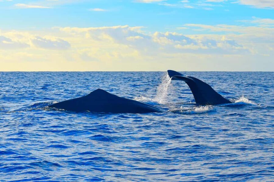 Madeira: Responsible Whales and/or Dolphins Watching Tour - Price and value: why $56 can work out well