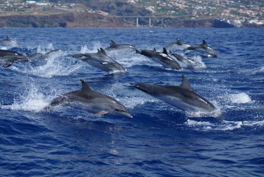 Madeira: Responsible Whales and/or Dolphins Watching Tour - Practical planning: what to bring and how to meet the boat