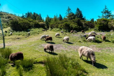 Santana Jeep Safari and Referta Levada Walk