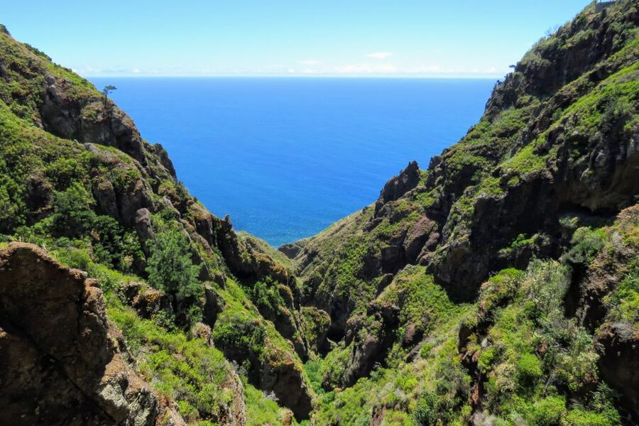 Madeira : Santo de Serra Local Farmers' Market half day trip - Timing, duration, and the small-group advantage