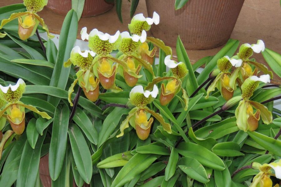 Madeira : Santo de Serra Local Farmers' Market half day trip - Who should book this tour, and who should skip it