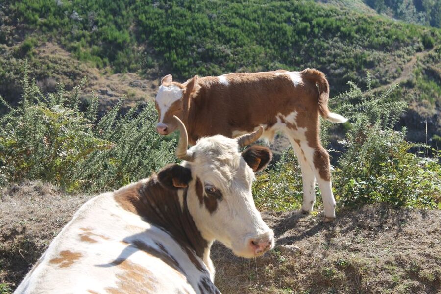 Madeira : Southwest coast, Run & Anjo´s Waterfall 4x4 Tour - Calheta again, plus Prazeres: finishing with a wider island view