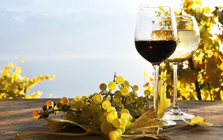 Madeira: Vineyard Tour w/ Wine Tasting & Skywalk - The Wine Tasting Set: Sweet or Dry, Ages 3, 10, 15
