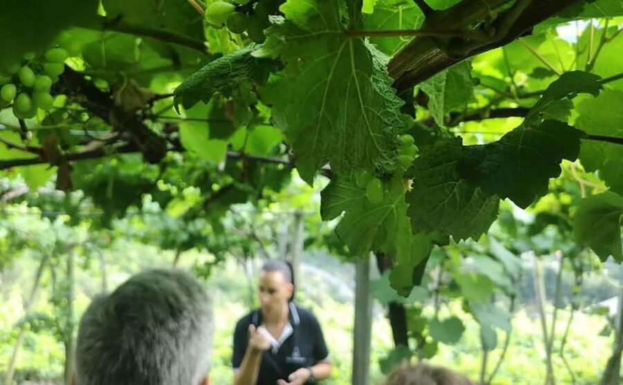 Madeira: Vineyard Tour w/ Wine Tasting & Skywalk - FAQ
