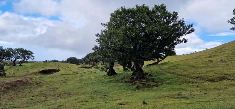 Madeira West Island Full-Day Tour with Fanal Forest - Ponta do Sol and the banana, eucalyptus, and cow-road scenes