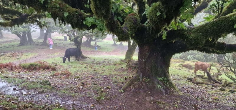 Madeira West Island Full-Day Tour with Fanal Forest - Paul da Serra and Fanal Forest: laurel trees, misty magic, and a short walk