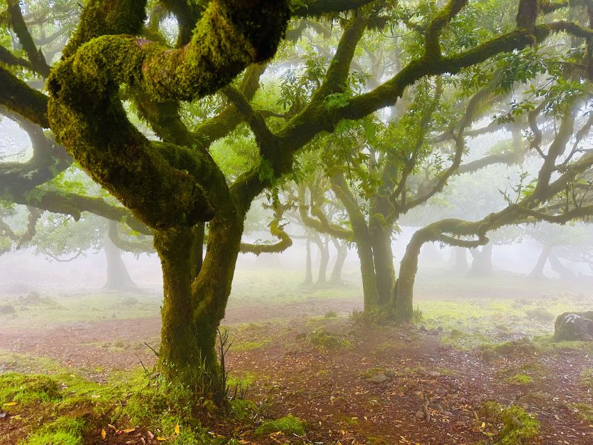 Madeira: Western Madeira Guided Trip & Fanal Mystic Forest - Cost and value: what $35 covers, and what you should budget extra