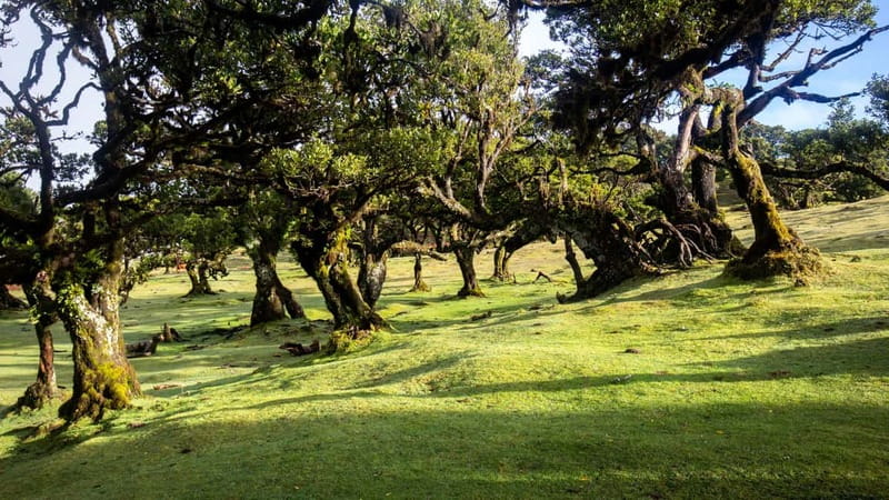 Madeira: Westside Achadas Cruz, Moniz, Seixal and Fanal - Group size, vehicles, and pacing in a long 8.5 hour day