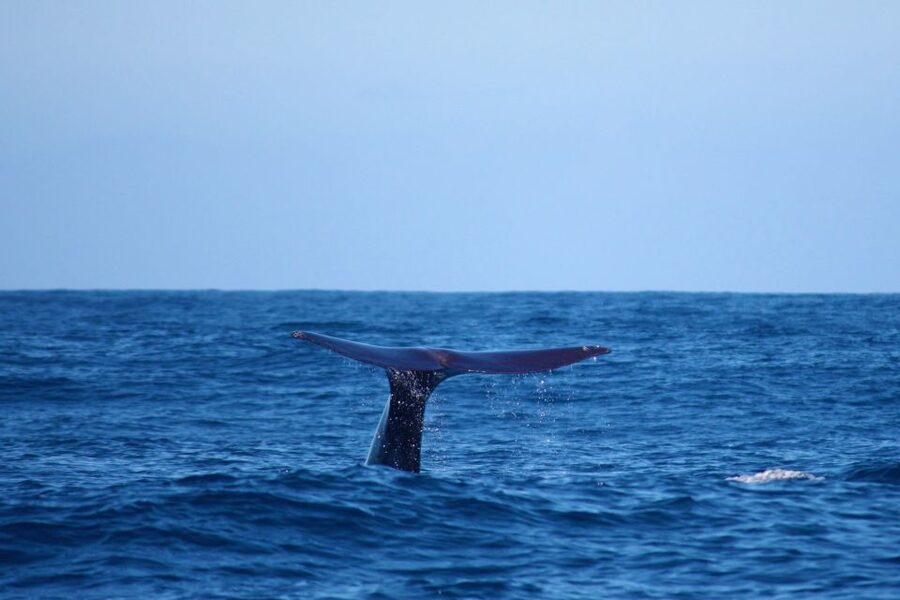 Madeira: Whale and Dolphin Watching Private Cruise - The Cetacean-Spotting System: How You Actually Find Whales and Dolphins