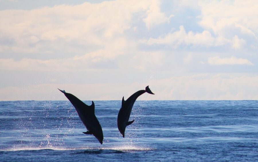 Madeira: Whale and Dolphin Watching Private Cruise - The Swim and Snorkel Break: When You Can Enjoy the Ocean Up Close