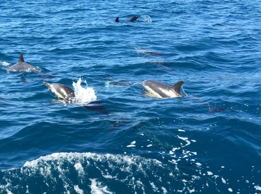 Madeira: Whale and Dolphin Watching Private Cruise - Price and Value: Is $577 Worth It?
