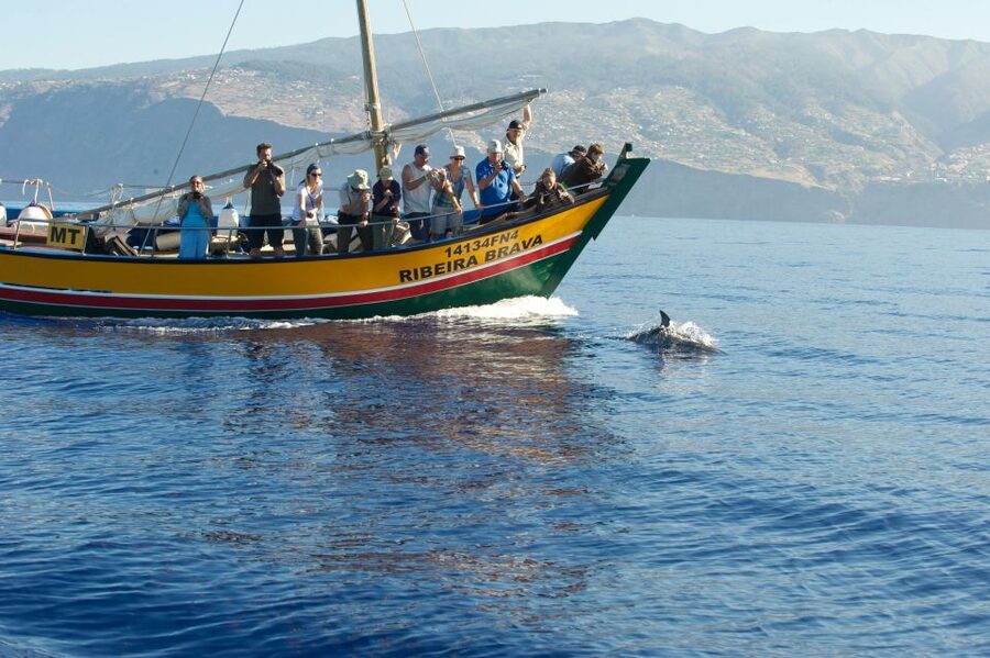 Madeira: Whale Watching Excursion in a Traditional Vessel - Should you book this Madeira whale watching trip?