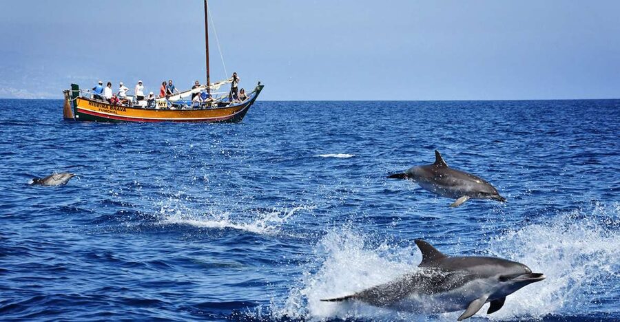 Madeira: Whale Watching Excursion in a Traditional Vessel - Ribeira Brava in Madeira: a traditional wooden boat that changes the whole feel