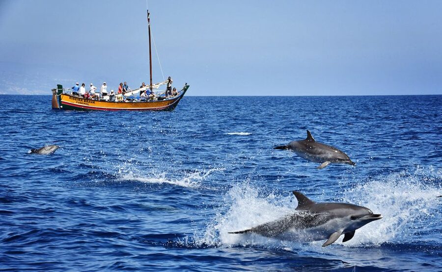 Madeira: Whale Watching Excursion in a Traditional Vessel - Wildlife spotting: what you can realistically hope to see