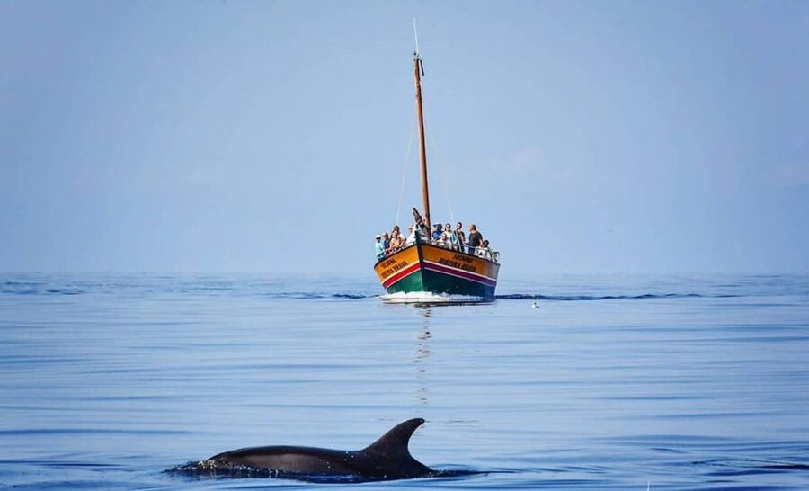 Madeira: Whale Watching Excursion in a Traditional Vessel - Sailing views from Madeira’s coast: why the scenery is not filler