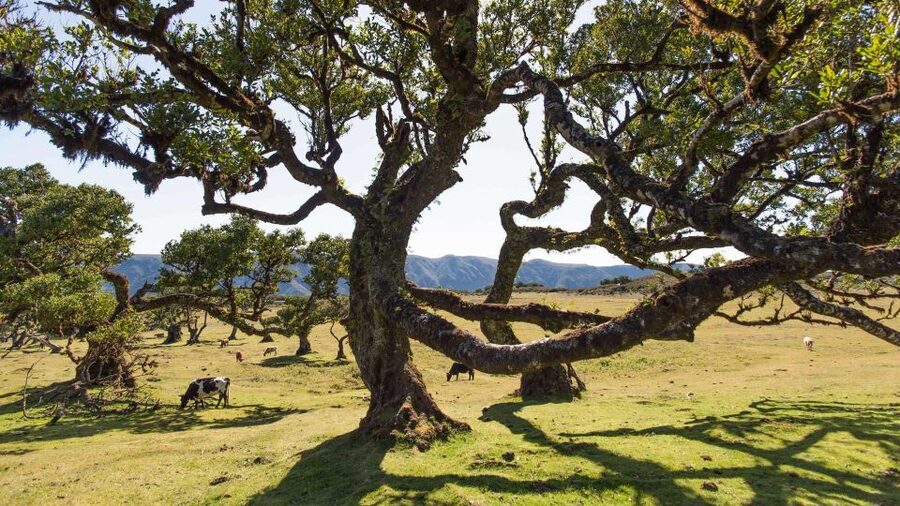 Madeira Wild West 4X4 Tour Safari - Key highlights worth waking up for