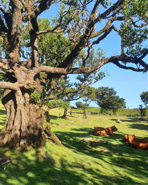 Madeira Wild West 4X4 Tour Safari - The second half: Seixal moments and the route back to town