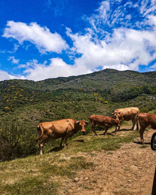 Madeira Wild West 4X4 Tour Safari - Paul da Serra plateau: clouds, wind, and a quick local feel