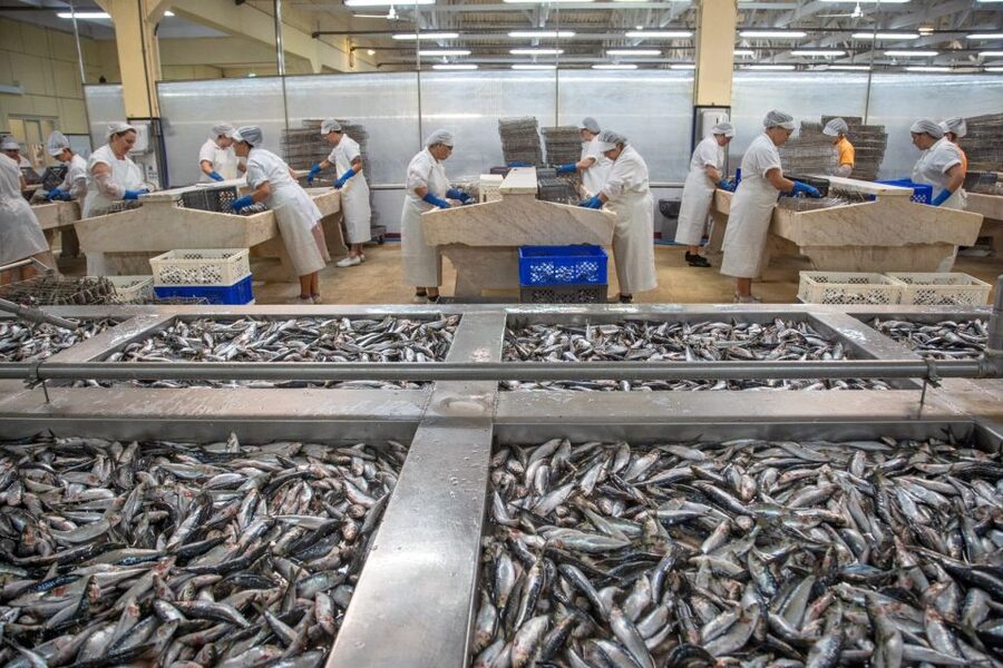 Matosinhos: Conservas Pinhais Factory Tour - Wrapping Your Own Tin: The Interactive Part That Sticks With You