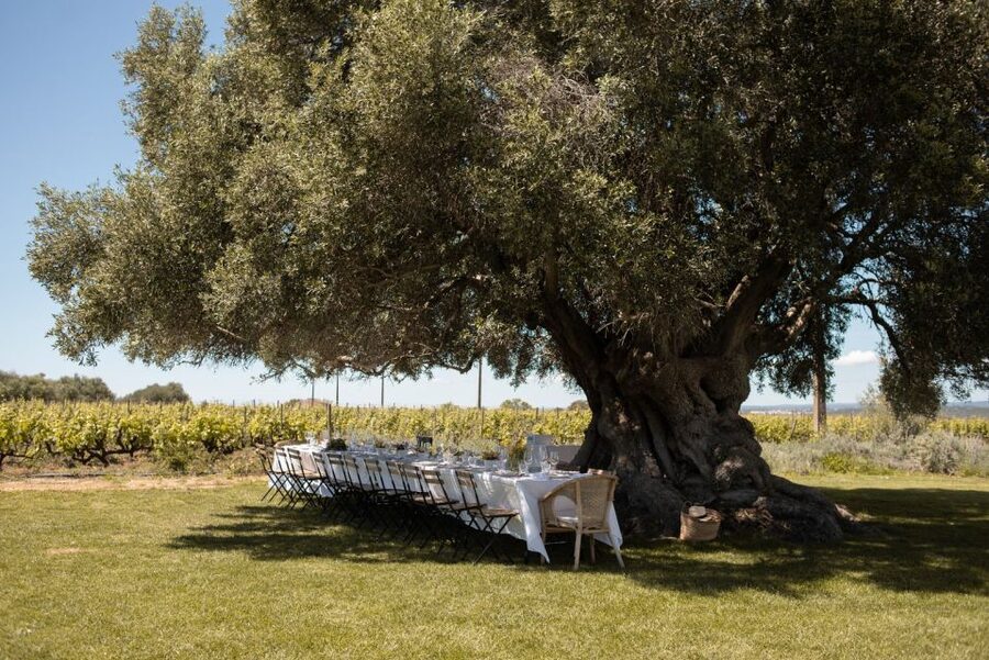 Morgado do Quintão Lunch and Wine Tasting - Key Highlights Worth Planning For