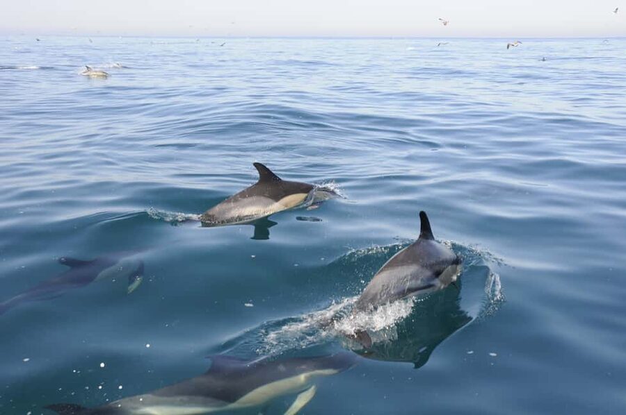 Nazaré: Dolphin Safari - Key points worth knowing before you go
