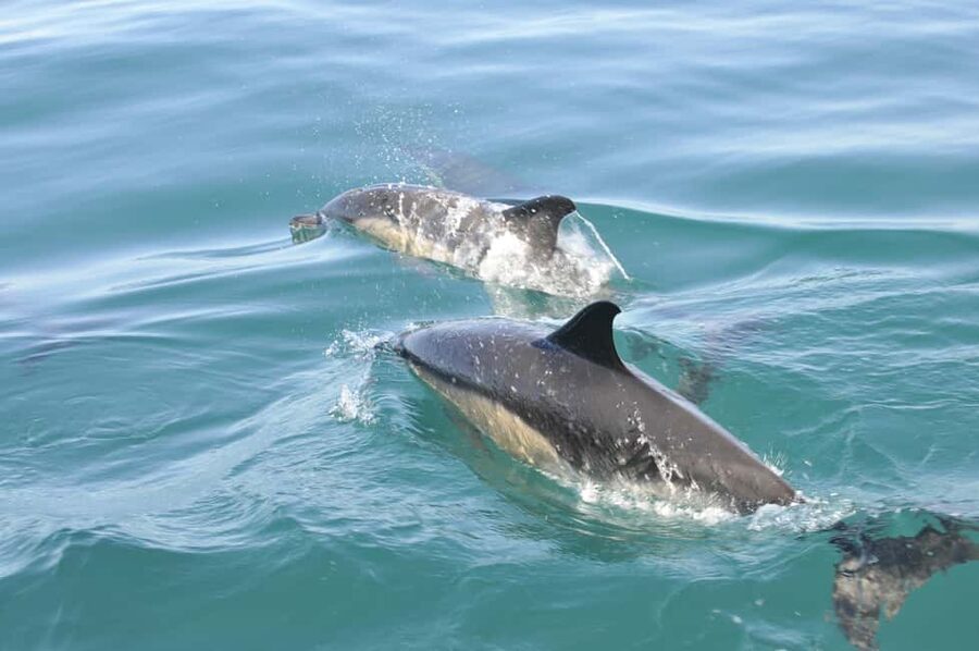 Nazaré: Dolphin Safari - Why Nazaré Dolphin Watching Can Feel Different Than Other Cruises