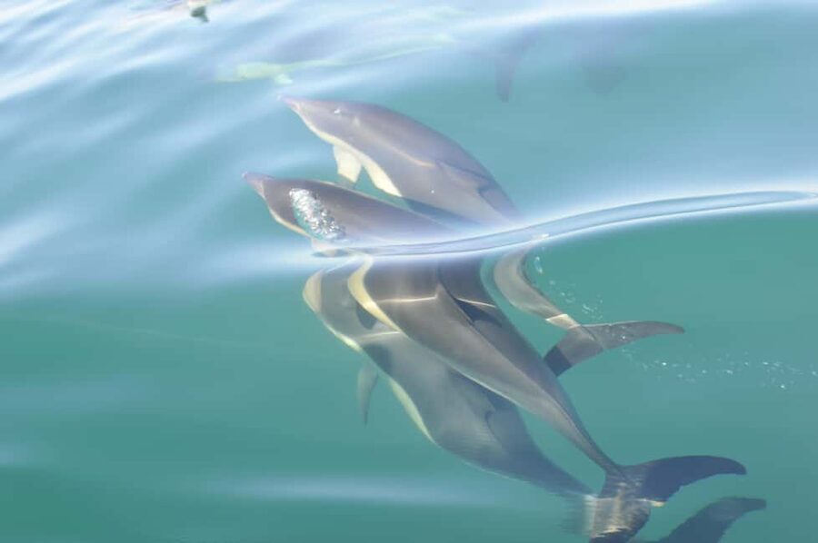 Nazaré: Dolphin Safari - Two Hours at Sea: The Real Rhythm of Dolphin Spotting