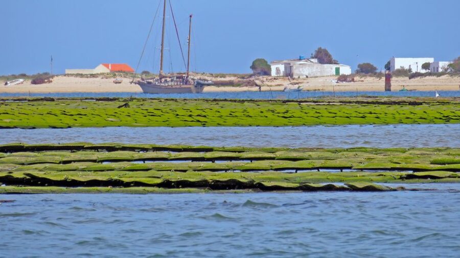 Olhão: 3-Hour Ria Formosa Boat Tour - Price and Value, Is $41 Worth It?