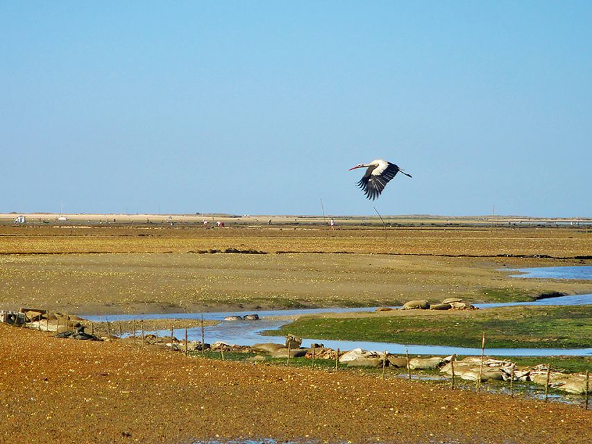 Olhão: 3-Hour Ria Formosa Boat Tour - What to Bring, So You Actually Enjoy the Swim