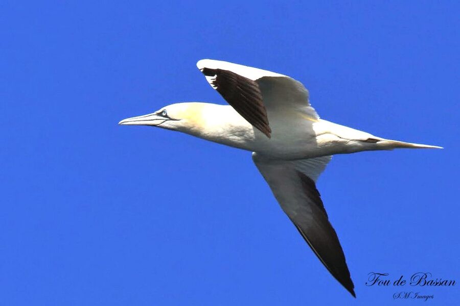Olhão: 3 Islands Guided Sightseeing Tour with Lunch - Bird info and ecosystem talk: what it adds to your day