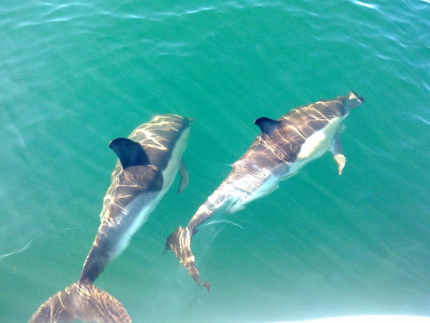 Olhão: Dolphin Observation - Key highlights worth knowing