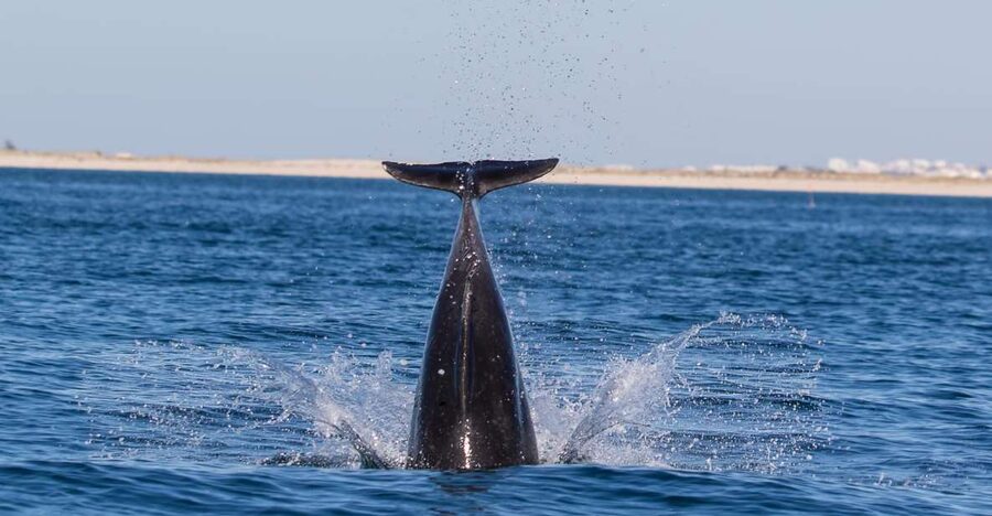 Olhão: Dolphin Observation - Ethical dolphin spotting: what it means in practice