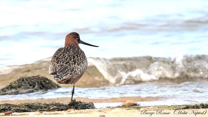 Olhão: Ria Formosa 3 Islands Guided Day Trip by Boat - What to bring, what to expect about pace, and who it suits