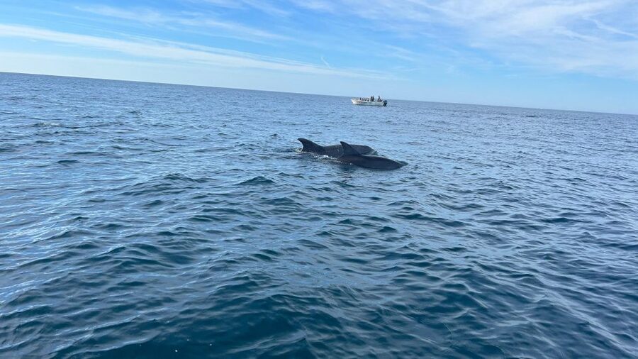 Olhão- Safari Watching Dolphins and other species - Key things to know before you go