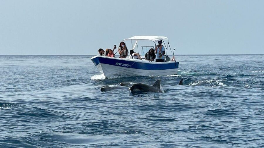 Olhão- Safari Watching Dolphins and other species - Olhão Safari Basics, Where You Start and What You’re Really Buying