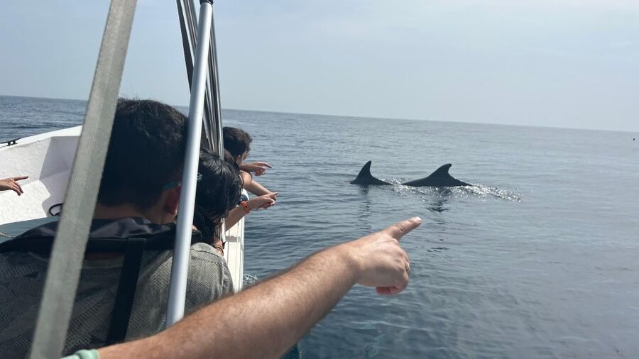 Olhão- Safari Watching Dolphins and other species - Dolphin Spotting 101, What You’ll Learn and How to Watch Better