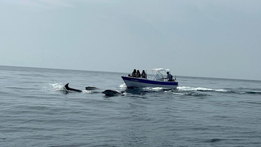Olhão- Safari Watching Dolphins and other species - Possible Short Stops, Why Pauses Can Matter for Families