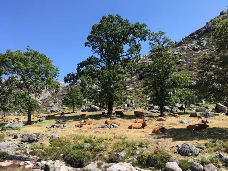 Peneda Geres National Park: Private Tour with a Guide - Languages and group comfort: private means you get heard