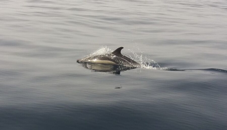 Peniche: Dolphin Route Boat Trip - Marina de Peniche to the West Coast: what the 2-hour cruise is like