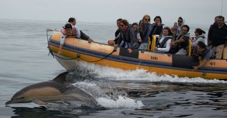 Peniche: Dolphin Route Boat Trip - What to bring, and what can ruin your day on the water
