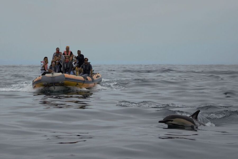 Peniche: Dolphin Route Boat Trip - Price and value: what you get for about $53 per person