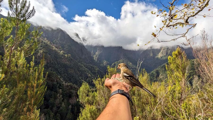 Pico do Arieiro in 4h: Immersive Private Tour - Key highlights you will actually feel