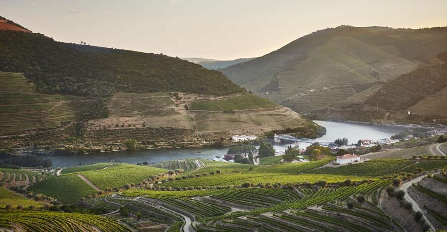 Pinhão: Quinta do Bomfim Visit and Tasting - Choose your vineyard walk, then spot dry-stone terraces up close